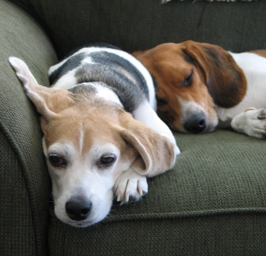 beagles-together-2.jpg