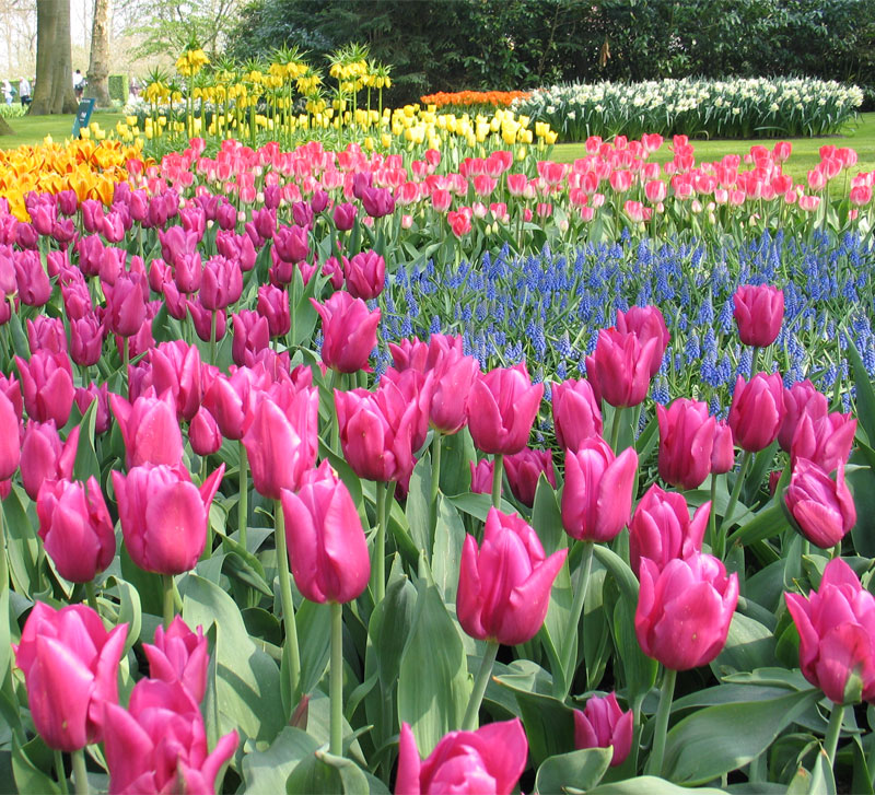    ...! keukenhof-1.jpg