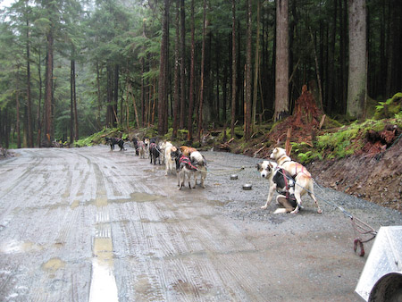 Our dog sled team--there are 16 doggies here