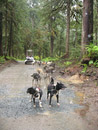 Taking a break--there's our 6-person sled in the back. The musher took this picture.