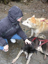 More intense sniffing. The dog in the front is still clearly disliking being petted.